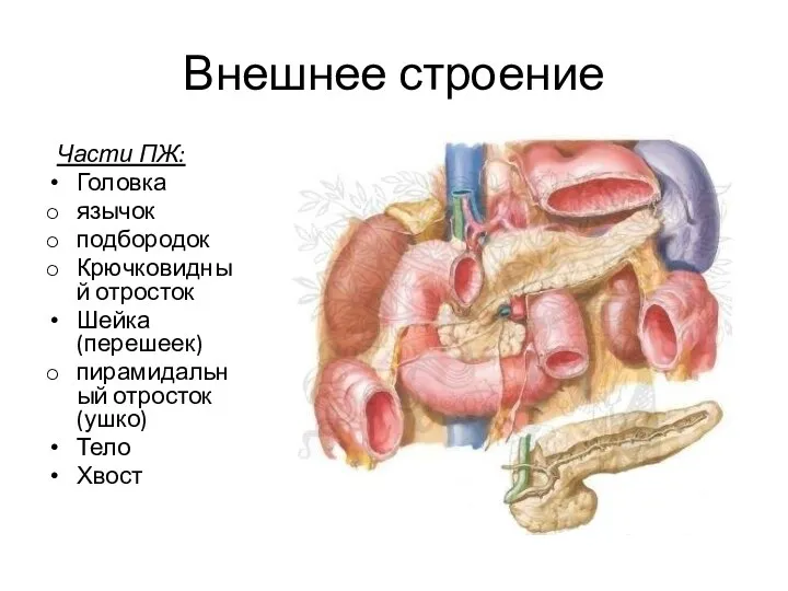 Внешнее строение Части ПЖ: Головка язычок подбородок Крючковидный отросток Шейка (перешеек) пирамидальный отросток (ушко) Тело Хвост