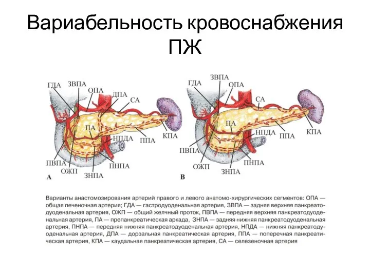 Вариабельность кровоснабжения ПЖ