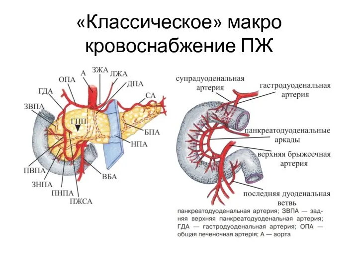 «Классическое» макро кровоснабжение ПЖ