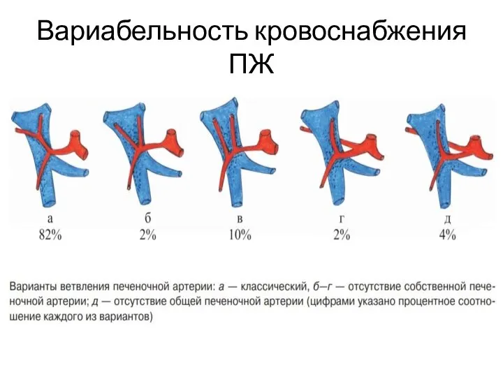 Вариабельность кровоснабжения ПЖ