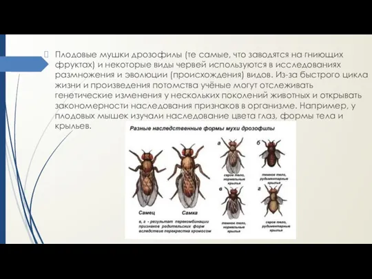 Плодовые мушки дрозофилы (те самые, что заводятся на гниющих фруктах) и некоторые