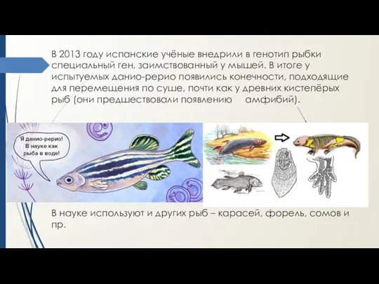 В 2013 году испанские учёные внедрили в генотип рыбки специальный ген, заимствованный