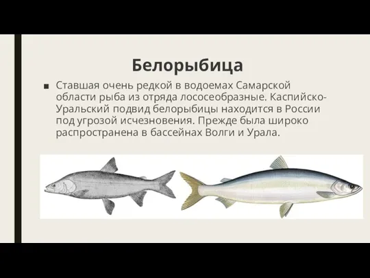 Белорыбица Ставшая очень редкой в водоемах Самарской области рыба из отряда лососеобразные.
