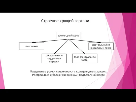 щитовидный хрящ ростральный и каудальный рожки тело (вентральная часть) пластинки ростральная и