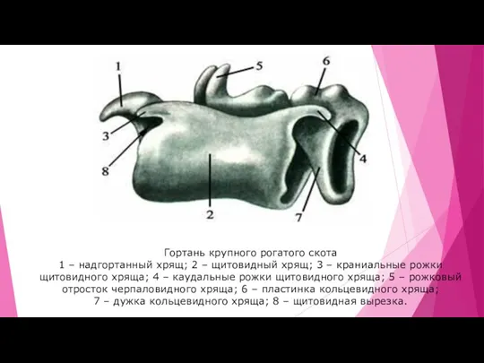 Гортань крупного рогатого скота 1 – надгортанный хрящ; 2 – щитовидный хрящ;