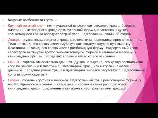 Видовые особенности гортани Крупный рогатый скот – нет каудальной вырезки щитовидного хряща,