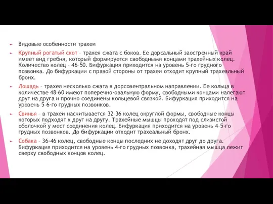 Видовые особенности трахеи Крупный рогатый скот – трахея сжата с боков. Ее