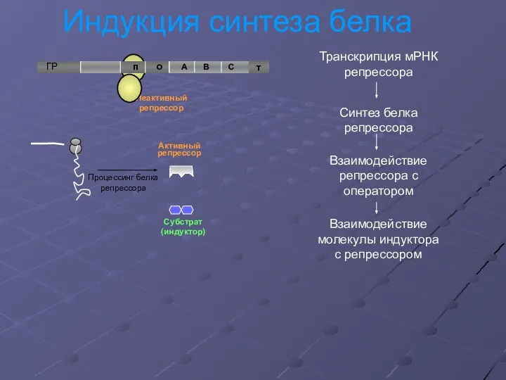 Процессинг белка репрессора Неактивный репрессор т Активный репрессор Субстрат (индуктор)