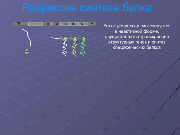 Репрессия синтеза белка т Белок-репрессор синтезируется в неактивной форме, осуществляется транскрипция структурных