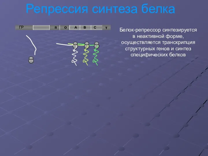 Репрессия синтеза белка т Белок-репрессор синтезируется в неактивной форме, осуществляется транскрипция структурных