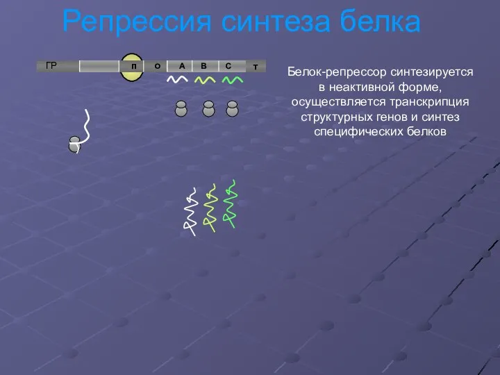 Репрессия синтеза белка т Белок-репрессор синтезируется в неактивной форме, осуществляется транскрипция структурных