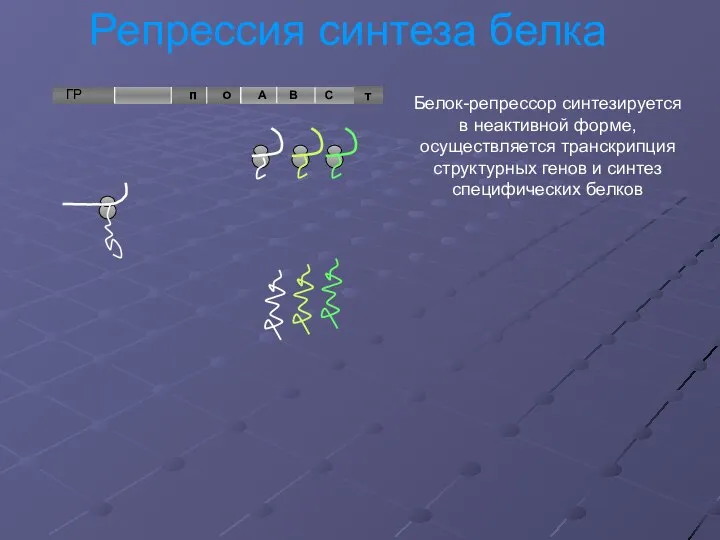 Репрессия синтеза белка т Белок-репрессор синтезируется в неактивной форме, осуществляется транскрипция структурных