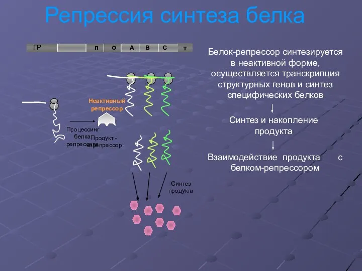 Процессинг белка репрессора Репрессия синтеза белка т Неактивный репрессор Синтез продукта Продукт