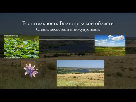 Растительность Волгоградской области Степи, лесостепи и полупустыни.