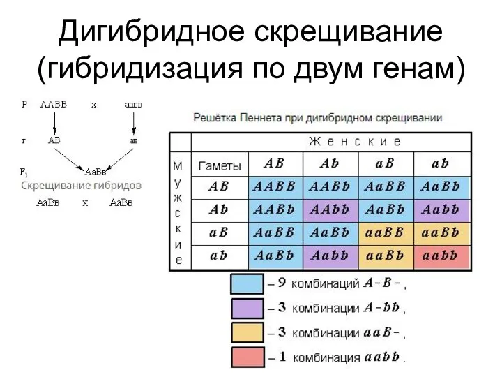 Дигибридное скрещивание (гибридизация по двум генам)