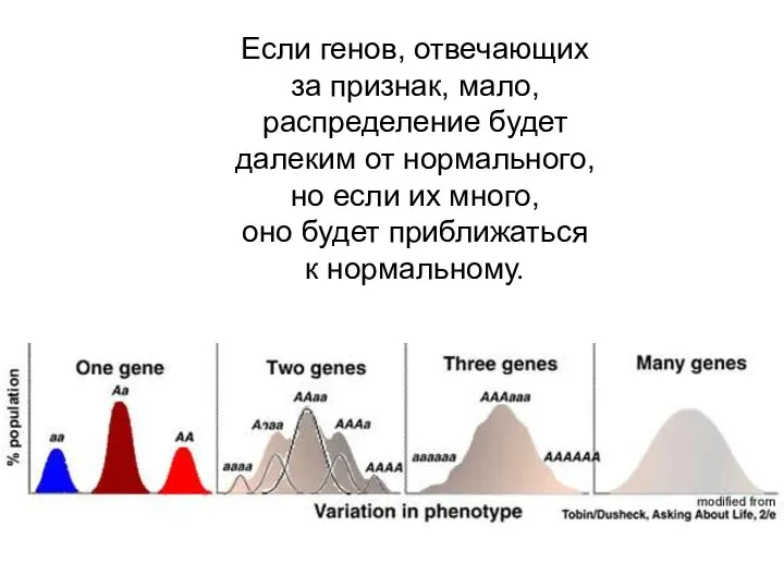 Если генов, отвечающих за признак, мало, распределение будет далеким от нормального, но