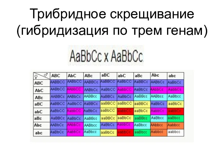 Трибридное скрещивание (гибридизация по трем генам)