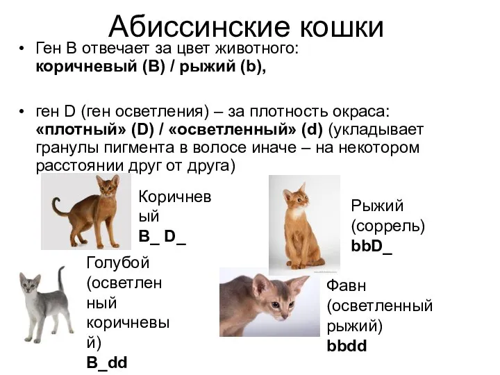 Абиссинские кошки Ген В отвечает за цвет животного: коричневый (B) / рыжий