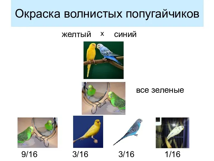 Окраска волнистых попугайчиков желтый х синий все зеленые 9/16 3/16 3/16 1/16