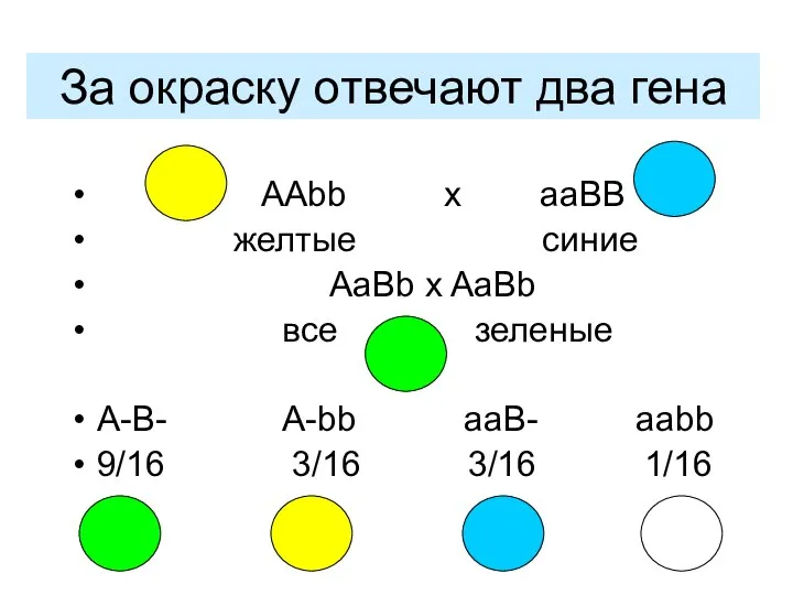 За окраску отвечают два гена AAbb x aaBB желтые синие AaBb x