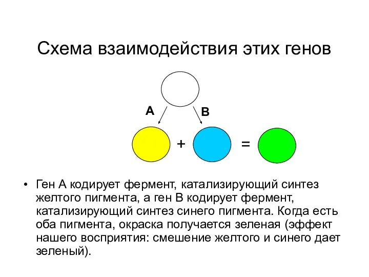 Схема взаимодействия этих генов Ген A кодирует фермент, катализирующий синтез желтого пигмента,