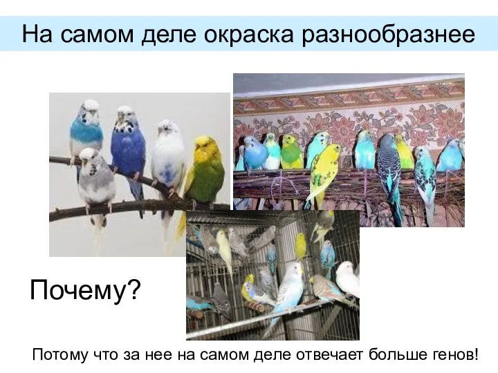 На самом деле окраска разнообразнее Почему? Потому что за нее на самом деле отвечает больше генов!