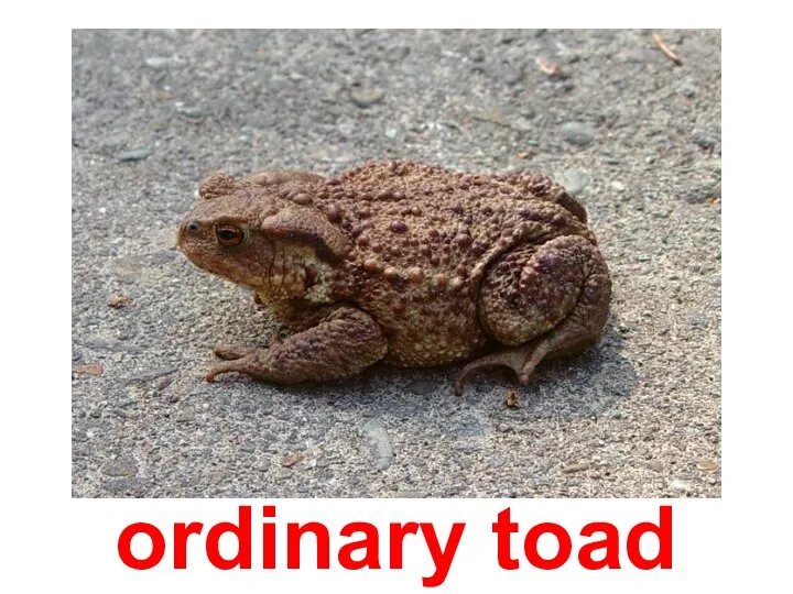 ordinary toad