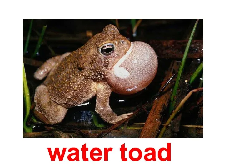 water toad