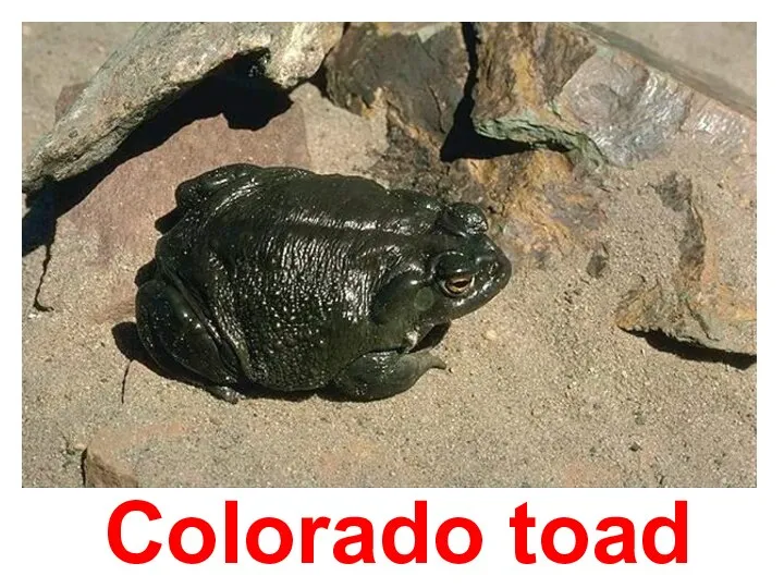 Colorado toad
