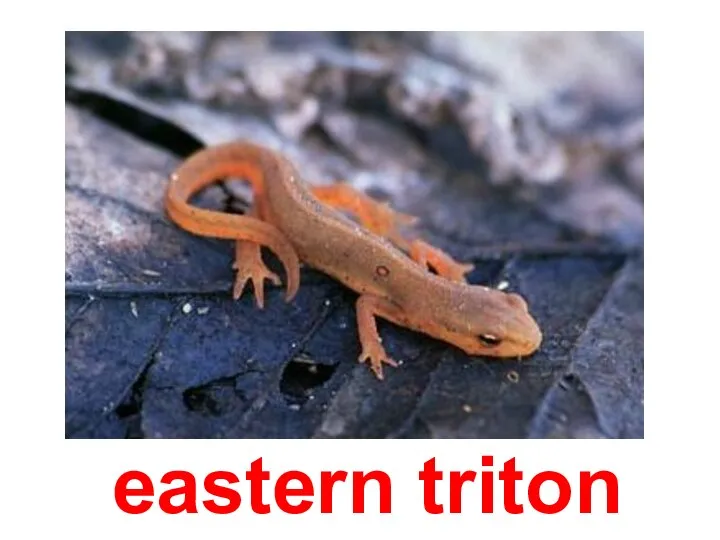 eastern triton