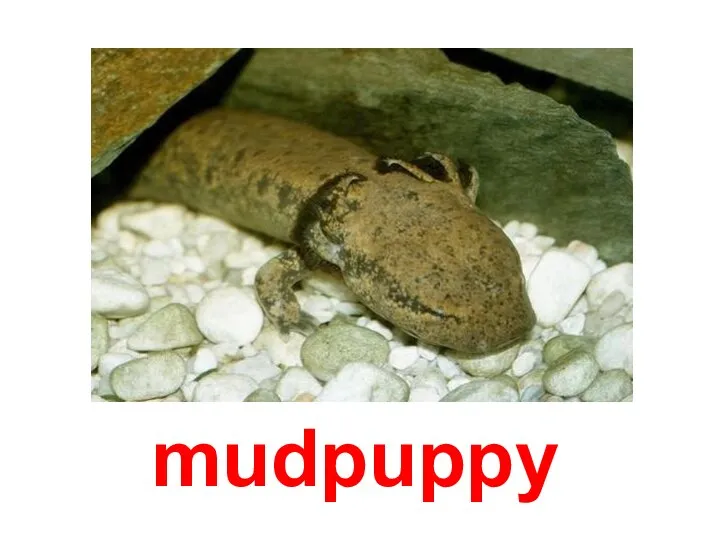 mudpuppy