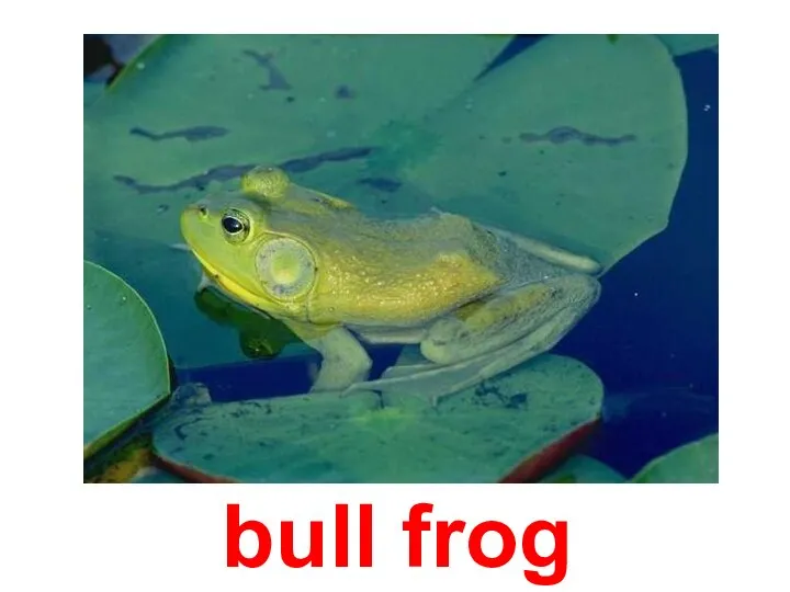 bull frog