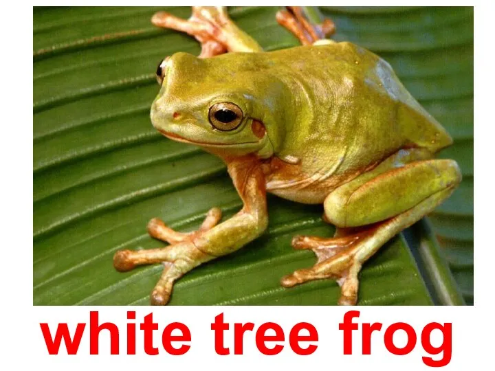 white tree frog