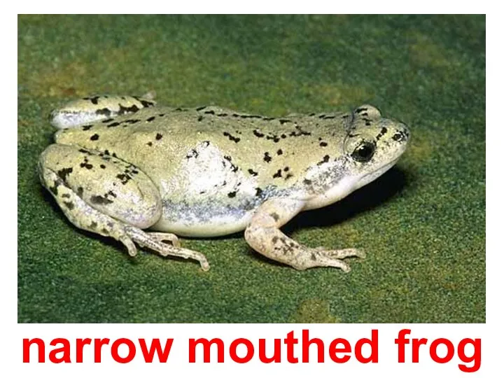 narrow mouthed frog