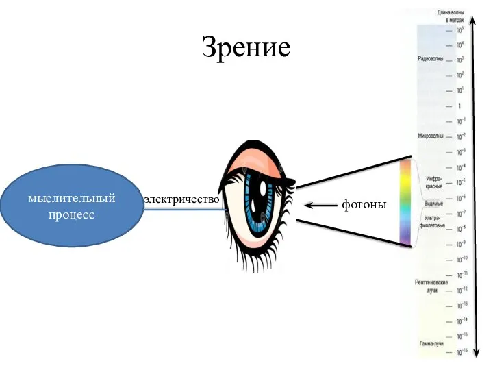 Зрение мыслительный процесс электричество фотоны