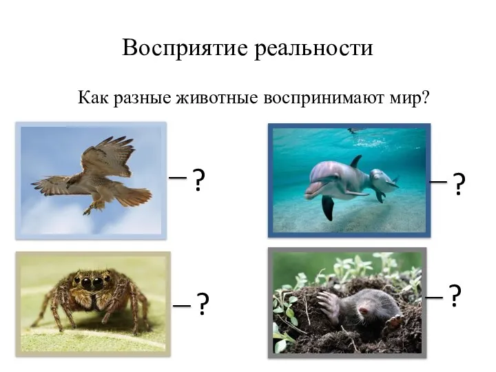 Восприятие реальности Как разные животные воспринимают мир? ? ? ? ?