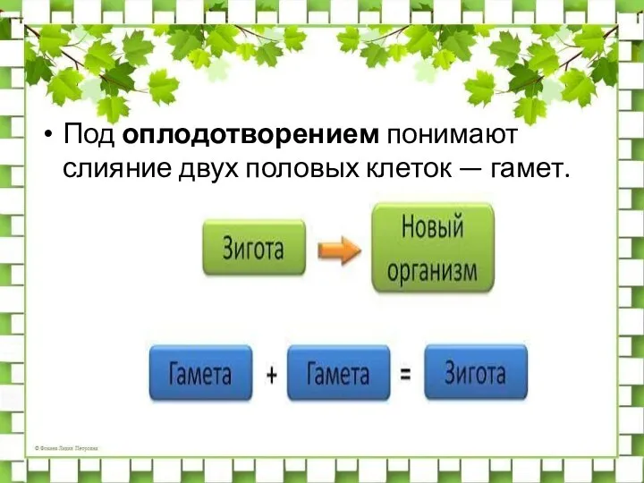 Под оплодотворением понимают слияние двух половых клеток — гамет.