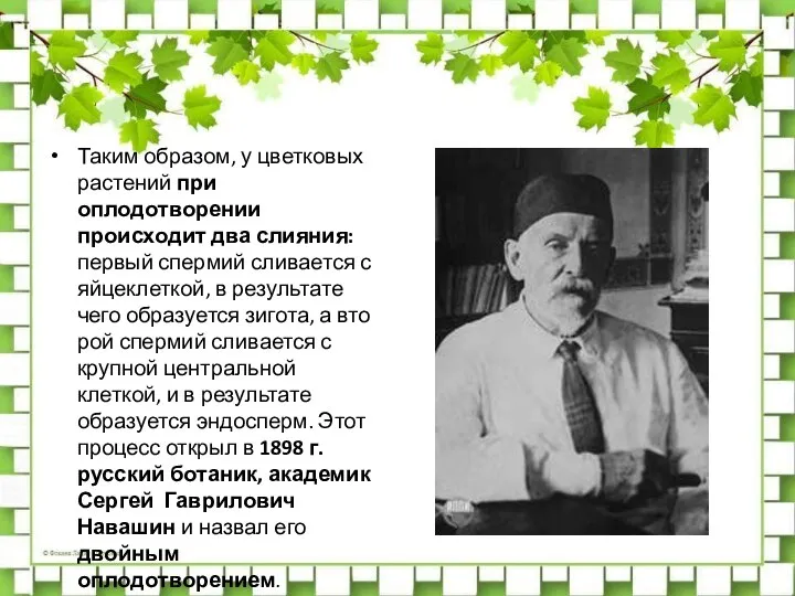 Таким образом, у цвет­ковых растений при оплодотворении происходит два слияния: первый спермий