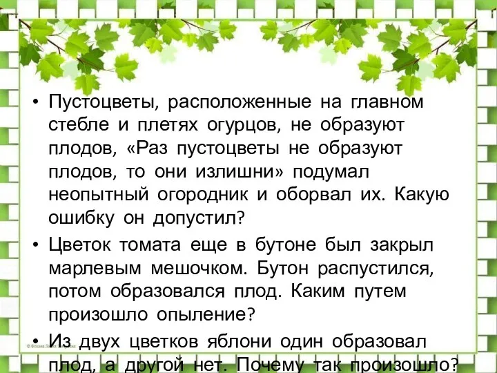 Пустоцветы, расположенные на главном стебле и плетях огурцов, не образуют плодов, «Раз