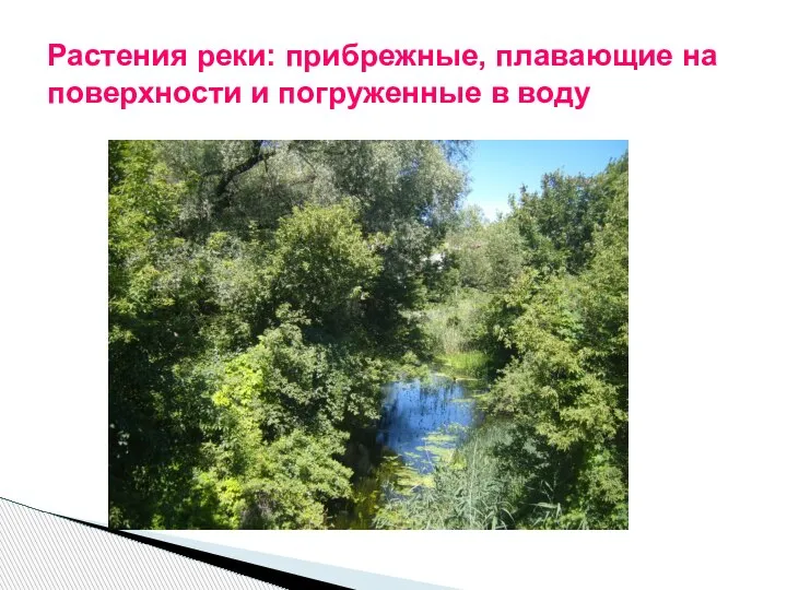 Растения реки: прибрежные, плавающие на поверхности и погруженные в воду