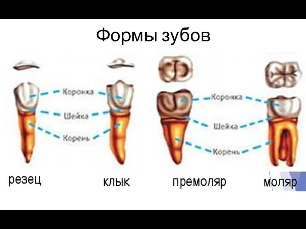 Формы зубов