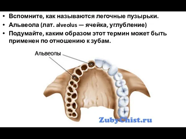 Вспомните, как называются легочные пузырьки. Альвеола (лат. alveolus — ячейка, углубление) Подумайте,