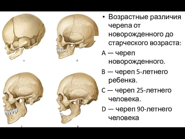 Возрастные различия черепа от новорожденного до старческого возраста: A — череп новорожденного.