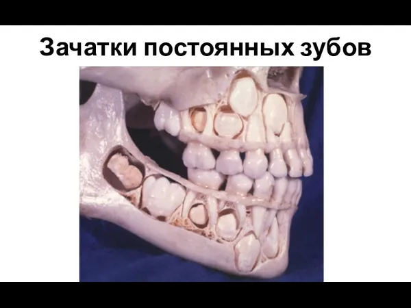 Зачатки постоянных зубов