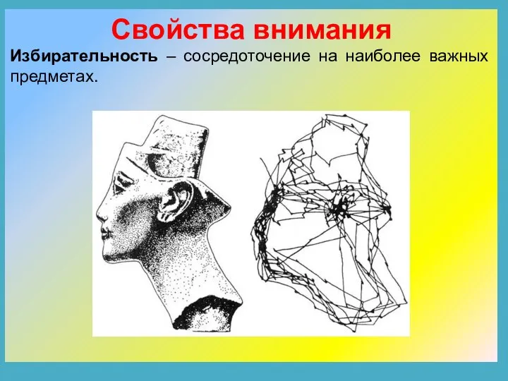 Свойства внимания Избирательность – сосредоточение на наиболее важных предметах.