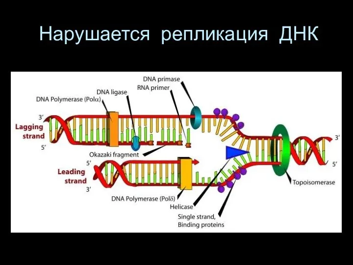 Нарушается репликация ДНК