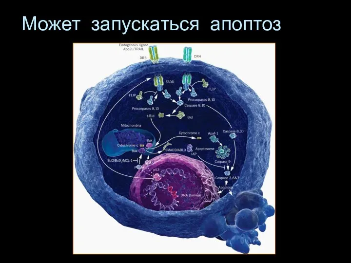 Может запускаться апоптоз