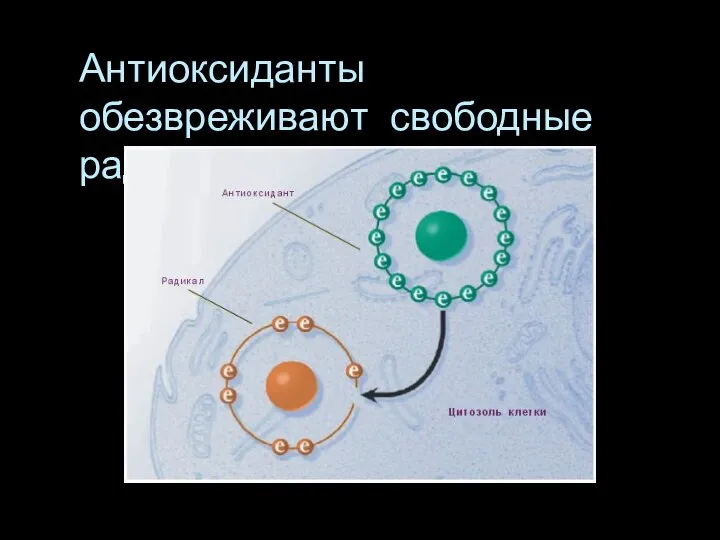 Антиоксиданты обезвреживают свободные радикалы