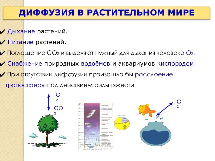 ДИФФУЗИЯ В РАСТИТЕЛЬНОМ МИРЕ Дыхание растений. Питание растений. Поглощение CO2 и выделяют