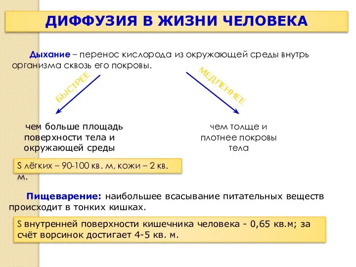 ДИФФУЗИЯ В ЖИЗНИ ЧЕЛОВЕКА Дыхание – перенос кислорода из окружающей среды внутрь